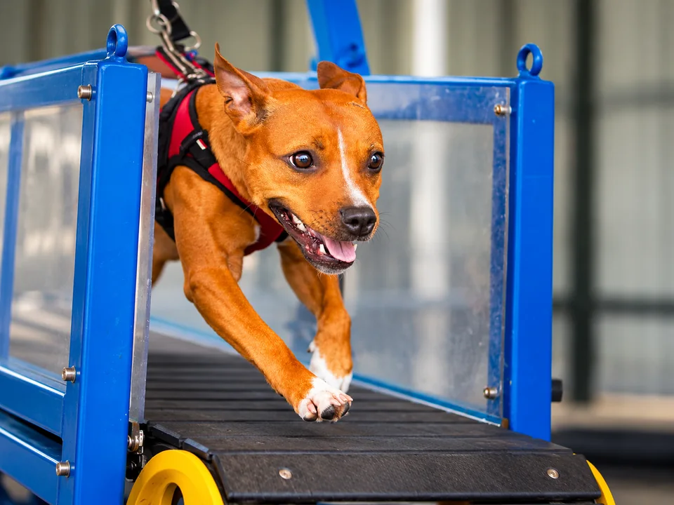 Dog running on a Slatmill machine