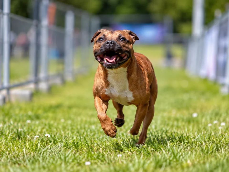 Dog running on the Trackmill course